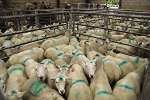 Spray Prints: Domestic Sheep, draught ewes, with markings sprayed