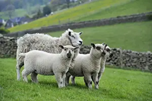 Mule Prints: Domestic Sheep, ewe with crossbred lambs sired by Hampshire Down ram