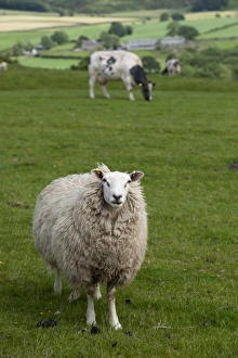Cows Prints: Domestic Sheep, ewe, and Domestic Cattle