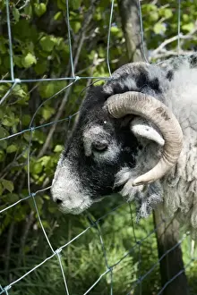 Caught Prints: Domestic Sheep, ewe, with horns caught in wire netting fence