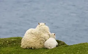 Clifftops Prints: Domestic Sheep, ewe with lamb, resting on clifftop looking out to sea