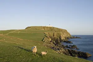 Light Houses Prints: Domestic Sheep, ewe with lamb, standing on clifftop pasture