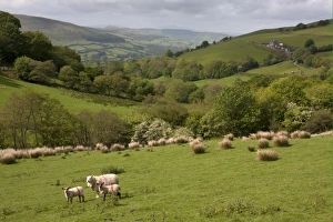 Lambs Prints: Domestic Sheep, ewe with lambs