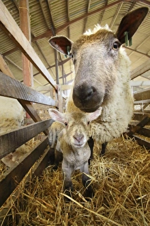 Straw Prints: Domestic Sheep, ewe with newborn lamb