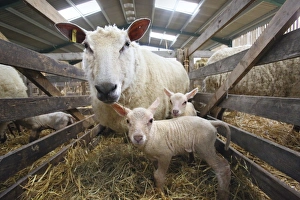 Straw Prints: Domestic Sheep, ewe with newborn twin lambs
