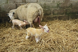 Domestic Sheep, ewe with newborn twin lambs, standing in indoor pen of lambing shed, Sussex, England, March