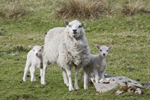 Lamb Prints: Domestic Sheep, ewe with twin lambs, standing in pasture, Shetland Islands, Scotland, May