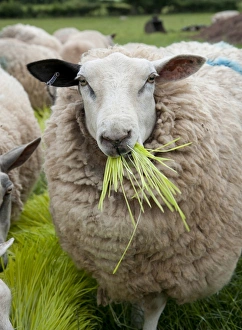Domestic Sheep, ewes, flock feeding on Barley (Hordeum vulgare) hydroponic growing system crop of sprouted seedlings