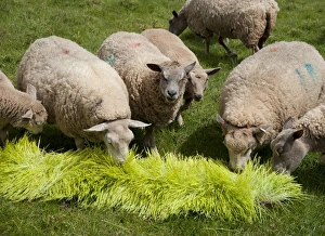 Domestic Sheep, ewes, flock feeding on Barley (Hordeum vulgare) hydroponic growing system crop of sprouted seedlings