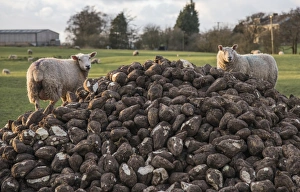 Roots Prints: Domestic Sheep, two ewes, feeding on heap of roots