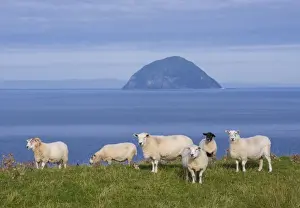Ayrshire Prints: Domestic Sheep, ewes, flock grazing on coastal pasture