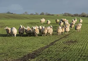 Agriculture Prints: Domestic Sheep, ewes, flock grazing Santiago winter wheat