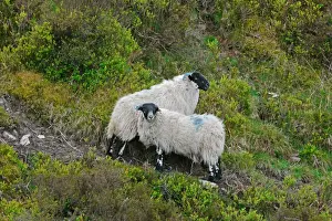 Identification Prints: Domestic Sheep, two ewes, with horns marked for flock identification