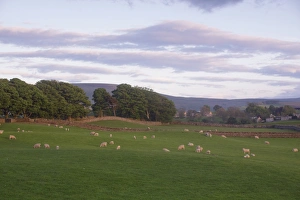Wensleydale Prints: Domestic Sheep, ewes with lambs