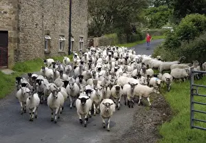 Domestic Sheep, ewes and lambs, flock being moved down public road, Bleasdale, Preston, Lancashire, England