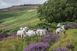 Lamb Prints: Domestic Sheep, ewes with lambs