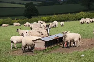 Feeder Prints: Domestic Sheep, ewes with lambs