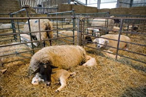 Straw Prints: Domestic Sheep, ewes with newborn lambs