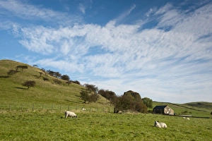Skies Prints: Domestic Sheep, ewes in pasture