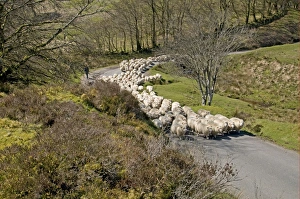Flock Prints: Domestic Sheep, Exmoor Horn, flock