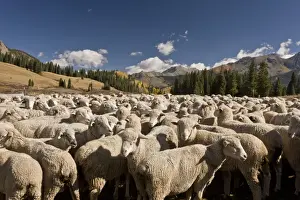 Domestic Sheep, flock, autumn round-up in mountain pasture, Lizard Head Pass, San Juan Mountains, Colorado, U. S. A