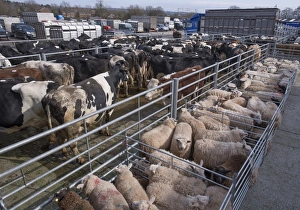 Mart Prints: Domestic Sheep, flock, with cull cows