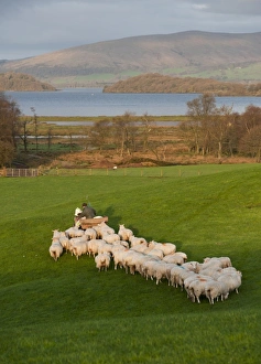 Quads Prints: Domestic Sheep, flock, being fed by farmer on quad bike