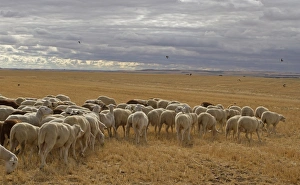 Stubble Prints: Domestic Sheep, flock, feeding in stubble field
