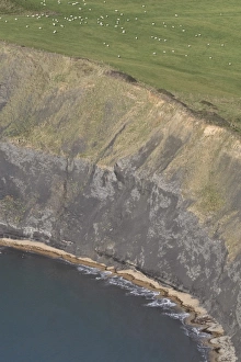 Clifftops Prints: Domestic Sheep, flock grazing on clifftop pasture