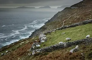 Flock Prints: Domestic Sheep, flock grazing beside drystone wall on coastal pasture
