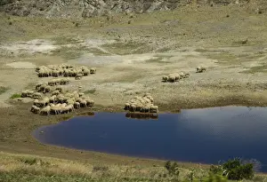 Droughts Prints: Domestic Sheep, flock, grazing at edge of drying waterhole