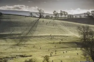 Landscape Prints: Domestic Sheep, flock, grazing in frost covered pasture at dawn