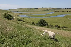 Sussex Prints: Domestic Sheep, flock, grazing on hillside overlooking meandering river in coastal floodplain