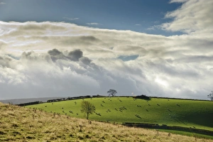 Raincloud Prints: Domestic Sheep, flock grazing in pasture