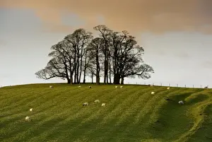 Sun Light Prints: Domestic Sheep, flock grazing in pasture beside bare trees in evening sunlight