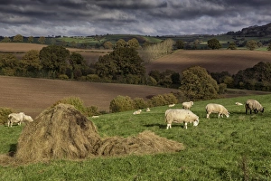 Grazer Prints: Domestic Sheep, flock, grazing in pasture with hay bale