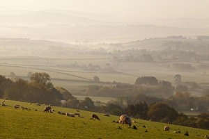 Slopes Prints: Domestic Sheep, flock grazing in pasture on hillside