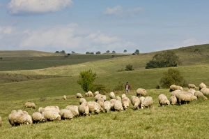 Rumania Prints: Domestic Sheep, flock, grazing in pasture with shepherd