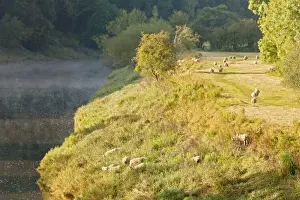 River Bank Prints: Domestic Sheep, flock, grazing on riverbank in mist at dawn