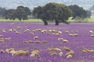 Dehesa Prints: Domestic Sheep, flock, grazing amongst wildflowers at edge of dehesa habitat with oak trees