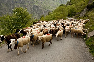 Herding Prints: Domestic Sheep, flock being herded along road to high pastures
