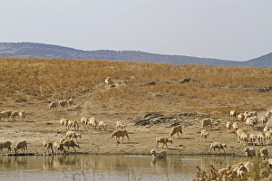 Sheep Dogs Prints: Domestic Sheep, flock with livestock guardian sheepdog