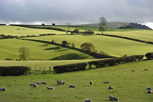 Hedge Row Prints: Domestic Sheep, flock in pasture with hedgerows