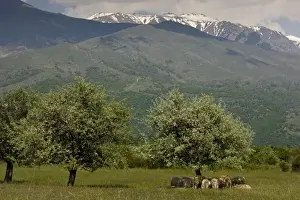 Pears Prints: Domestic Sheep, flock, resting in shade under wild pear trees