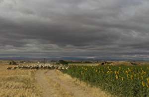 Domestic Sheep, flock with shepherd, walking along track beside sunflowers under stromclouds, Northern Spain, july