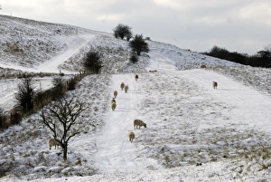 Chilterns Prints: Domestic Sheep, flock on snow covered hillside