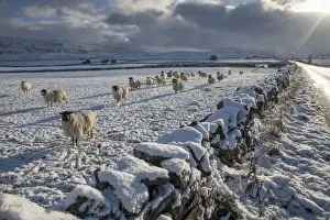 Flock Prints: Domestic Sheep, flock, standing beside drystone wall in snow covered pasture