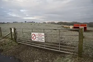 Dangerous Prints: Domestic Sheep, flock, standing in frost covered pasture with feeder