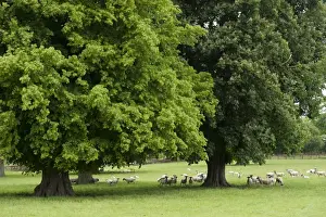 Estates Prints: Domestic Sheep, flock, standing in mature parkland with trees