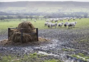 Feeder Prints: Domestic Sheep, flock, standing in muddy pasture near feeder, Lancashire, England, january